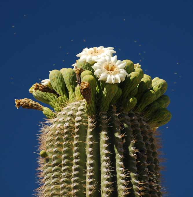 saguaro cactus in bloom